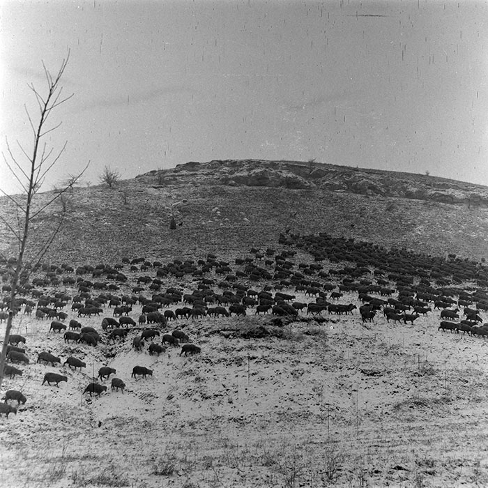 minerva_1982_c3_c2r1_013