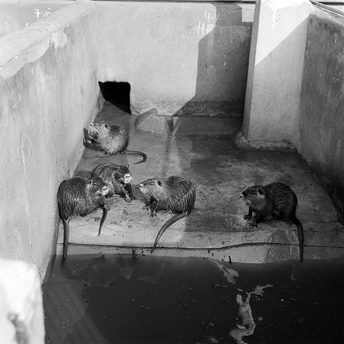 minerva_1982_c3_c2r2_008