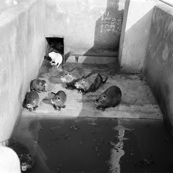 minerva_1982_c3_c2r2_009