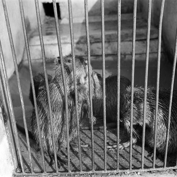 minerva_1982_c3_c2r2_010