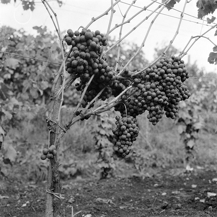 minerva_1982_c3_c2r5_007