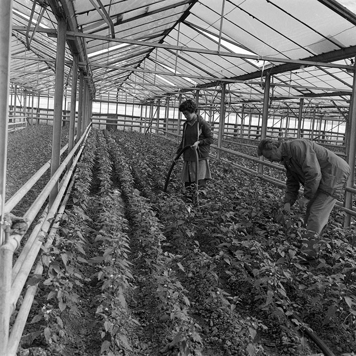 minerva_1982_c3_c7r4_001