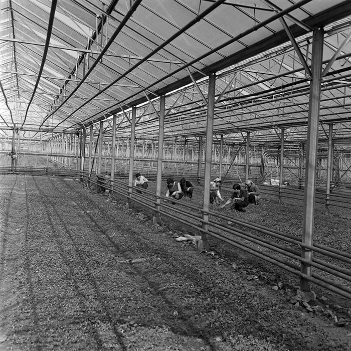 minerva_1982_c3_c7r4_003