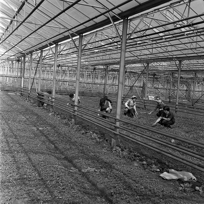 minerva_1982_c3_c7r4_004