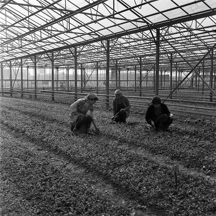 minerva_1982_c3_c7r4_005