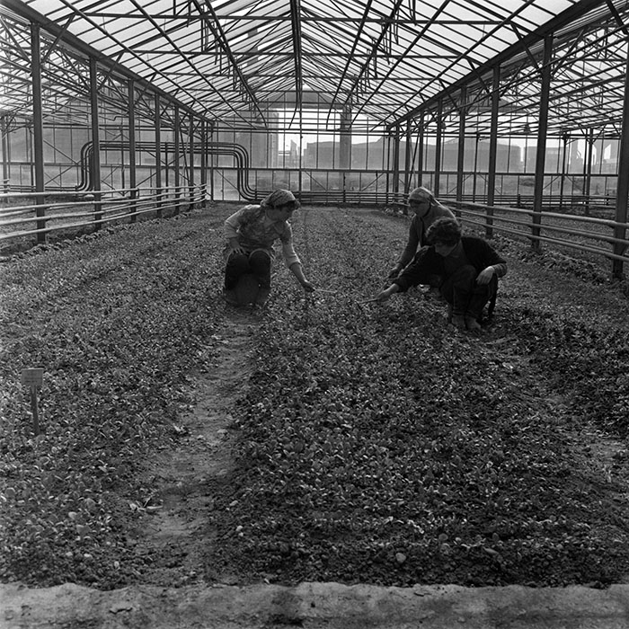 minerva_1982_c3_c7r4_006