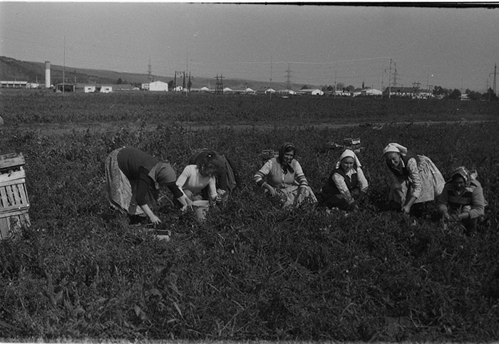 minerva_1983-1984_c2_c7r5_011