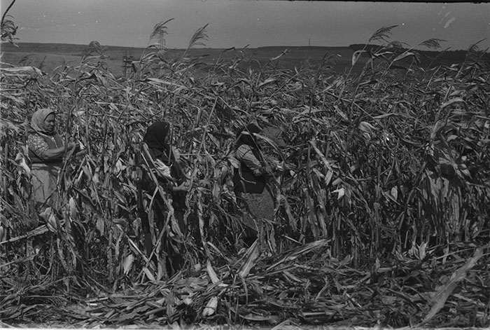 minerva_1983-1984_c2_c7r5_014