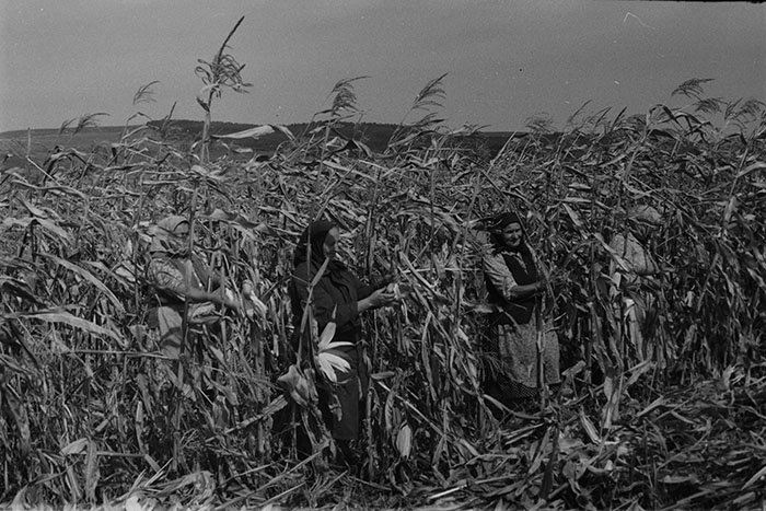 minerva_1983-1984_c2_c7r5_015