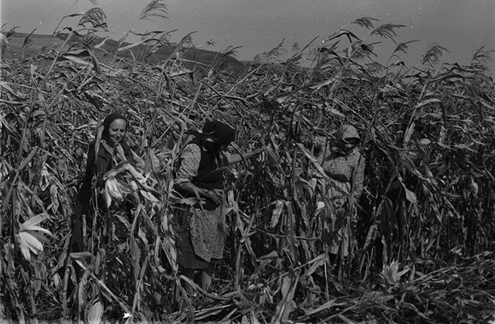 minerva_1983-1984_c2_c7r5_016