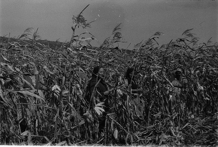 minerva_1983-1984_c2_c7r5_017