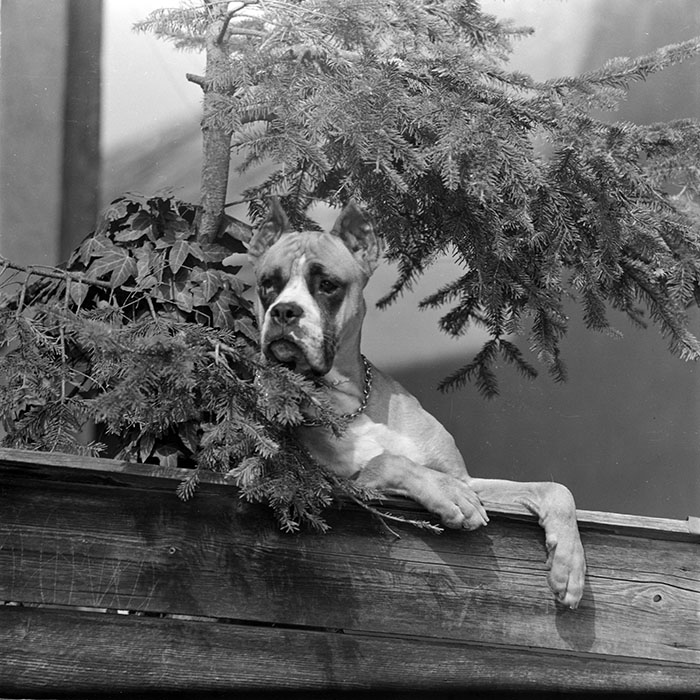 minerva_1983_c1_c2r2_004