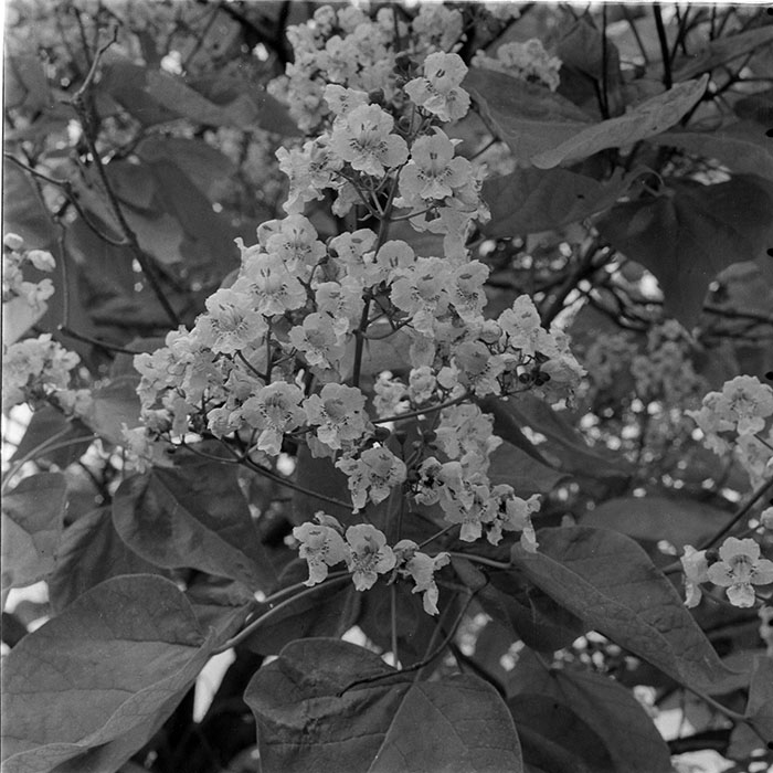 minerva_1983_c1_c2r4_010