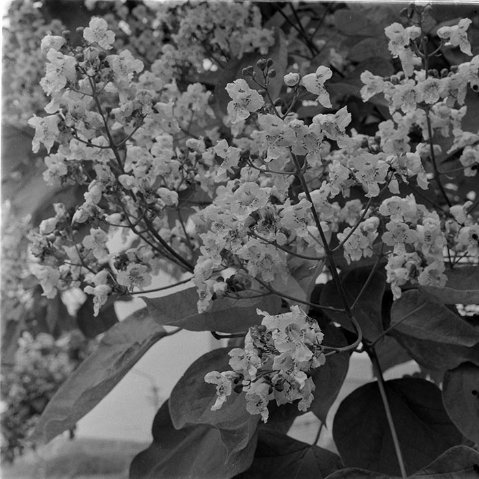 minerva_1983_c1_c2r4_011