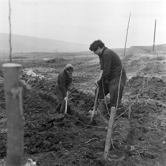 minerva_1983_c1_c5r4_001