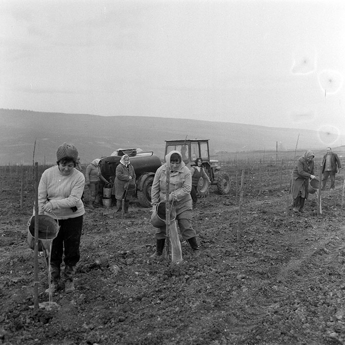 minerva_1983_c1_c5r4_003