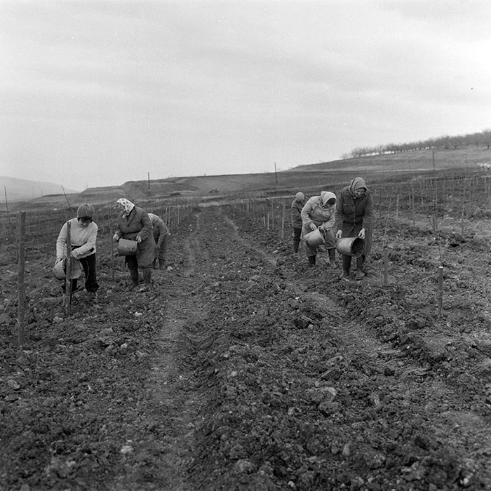 minerva_1983_c1_c5r4_004