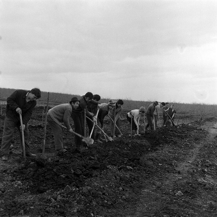 minerva_1983_c1_c5r4_023