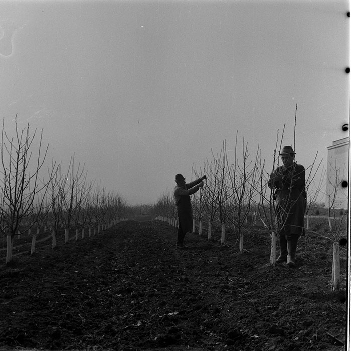 minerva_1983_c1_c6r3_002