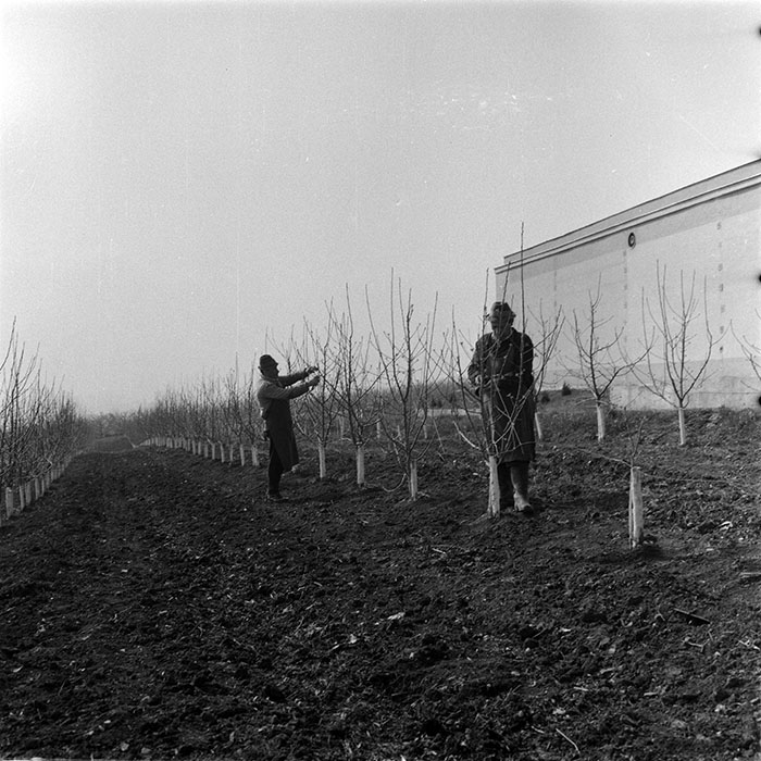 minerva_1983_c1_c6r3_003