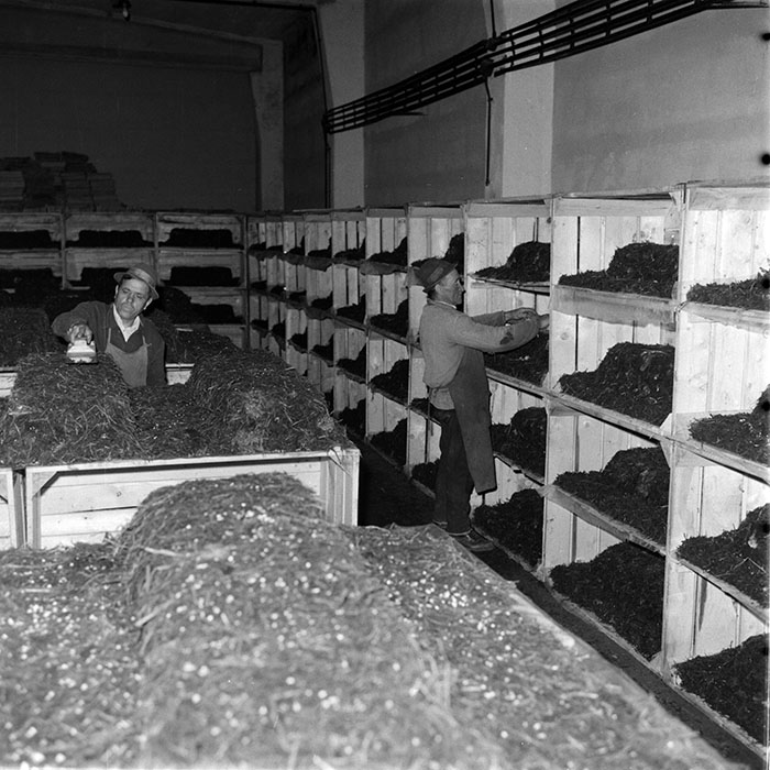 minerva_1983_c1_c6r3_004