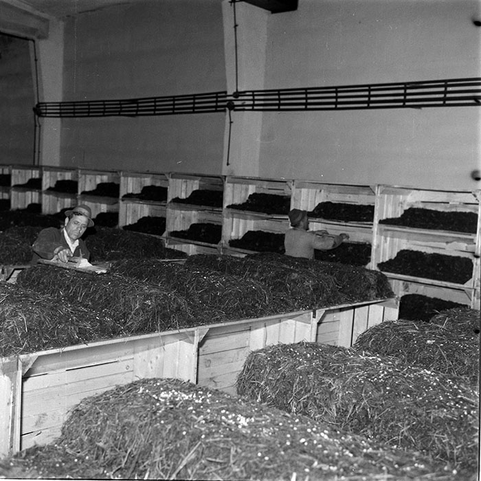 minerva_1983_c1_c6r3_005