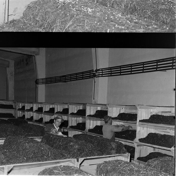 minerva_1983_c1_c6r3_006