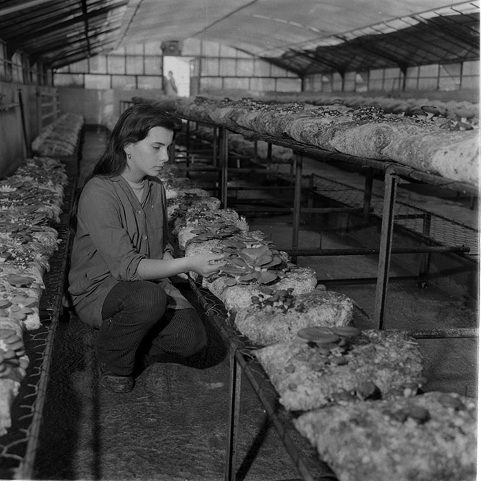 minerva_1983_c1_c6r3_016