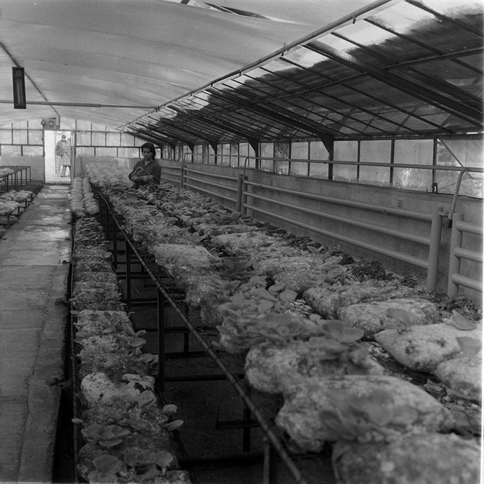 minerva_1983_c1_c6r3_018