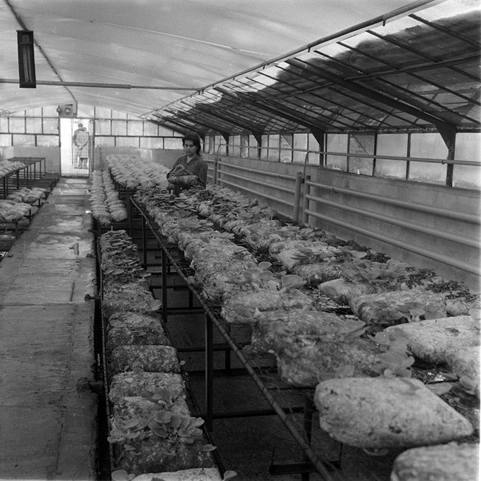 minerva_1983_c1_c6r3_019