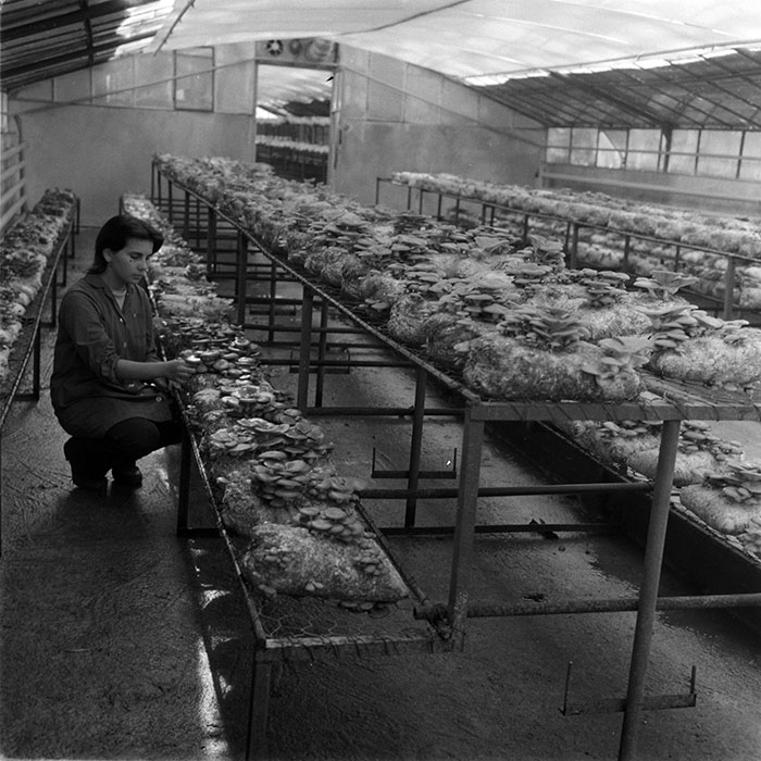 minerva_1983_c1_c6r3_020