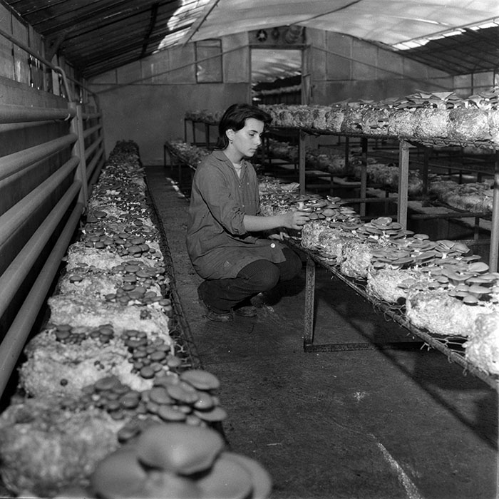 minerva_1983_c1_c6r3_021