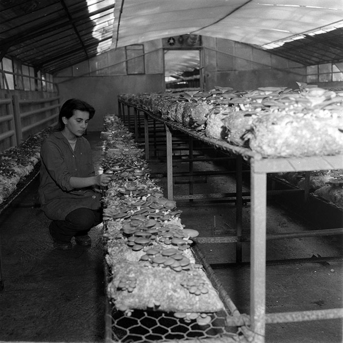 minerva_1983_c1_c6r3_022