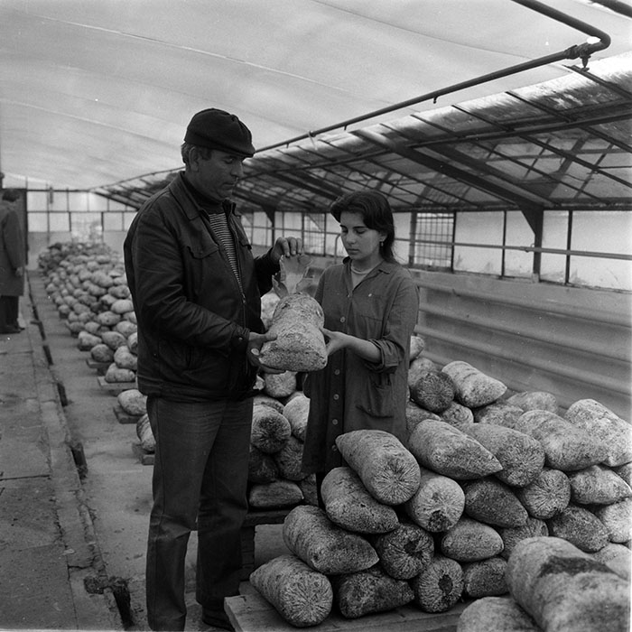 minerva_1983_c1_c6r3_024