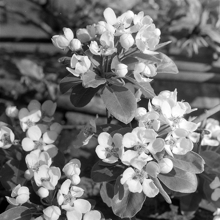 minerva_1983_c1_c7r1_001