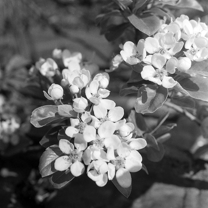 minerva_1983_c1_c7r1_002