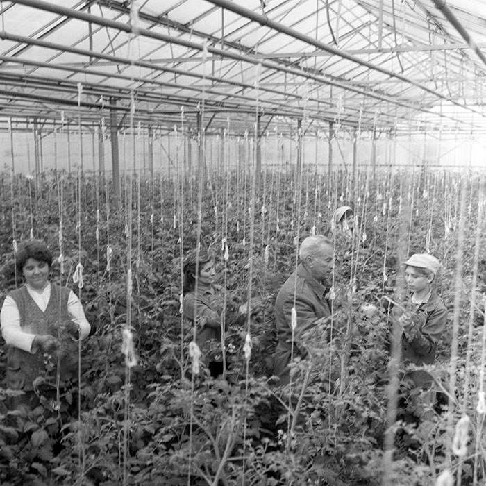 minerva_1983_c1_c7r2_006