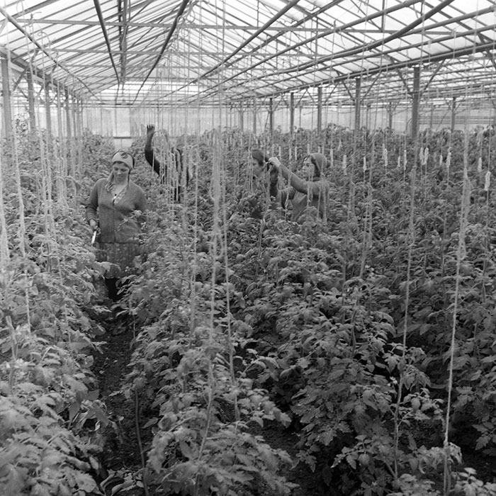 minerva_1983_c1_c7r2_011