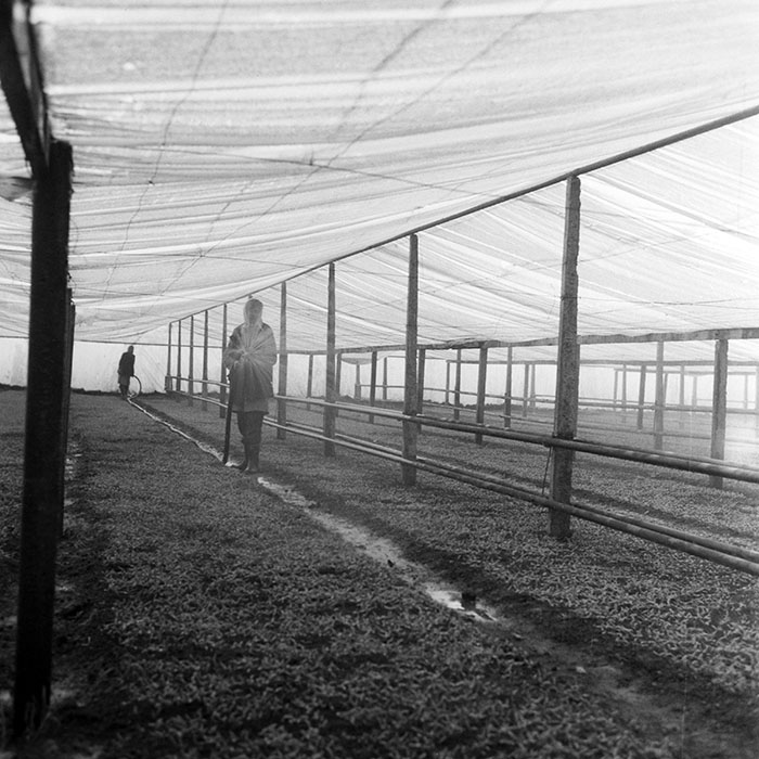 minerva_1983_c1_c7r2_013