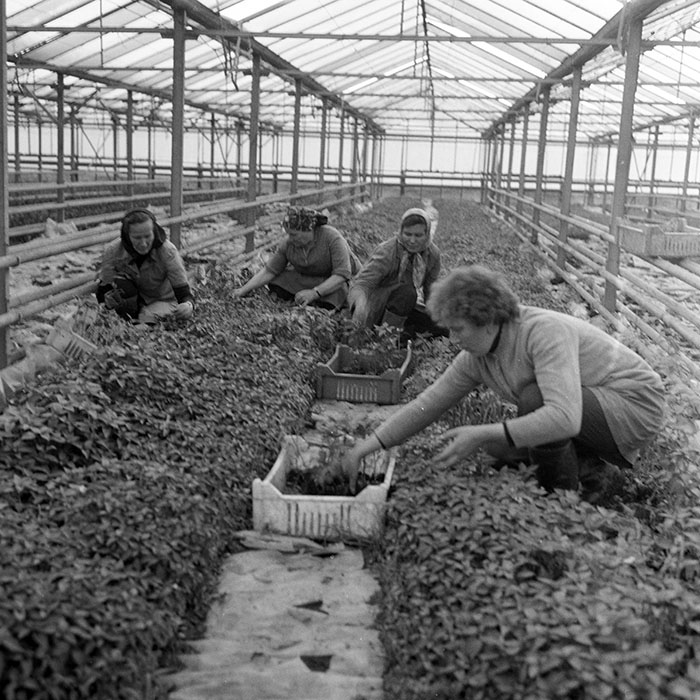 minerva_1983_c1_c7r2_019