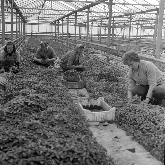 minerva_1983_c1_c7r2_020