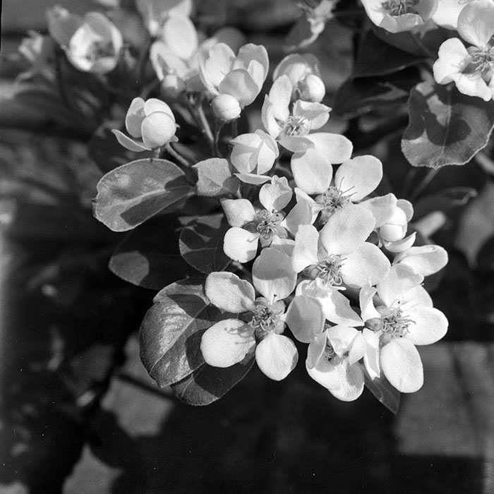 minerva_1983_c1_c7r4_001