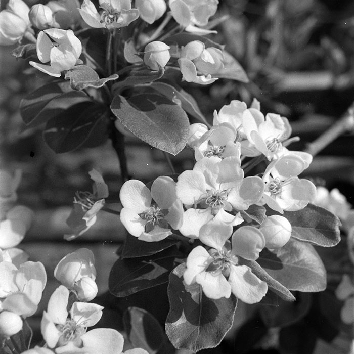 minerva_1983_c1_c7r4_002