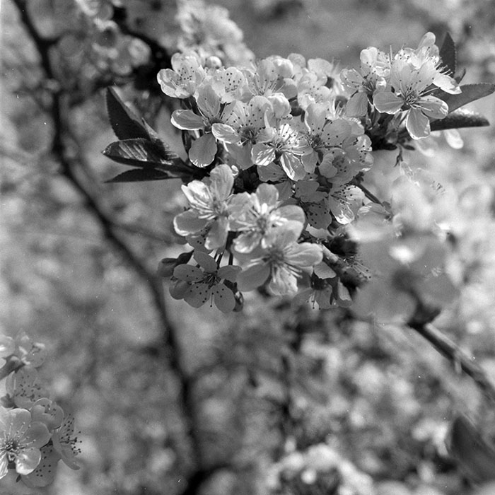 minerva_1983_c1_c7r4_003