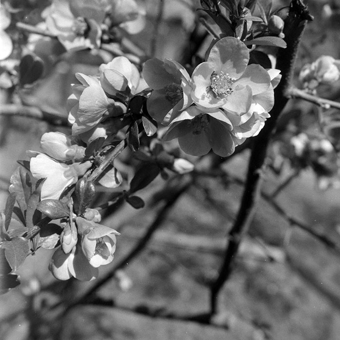 minerva_1983_c1_c7r4_004