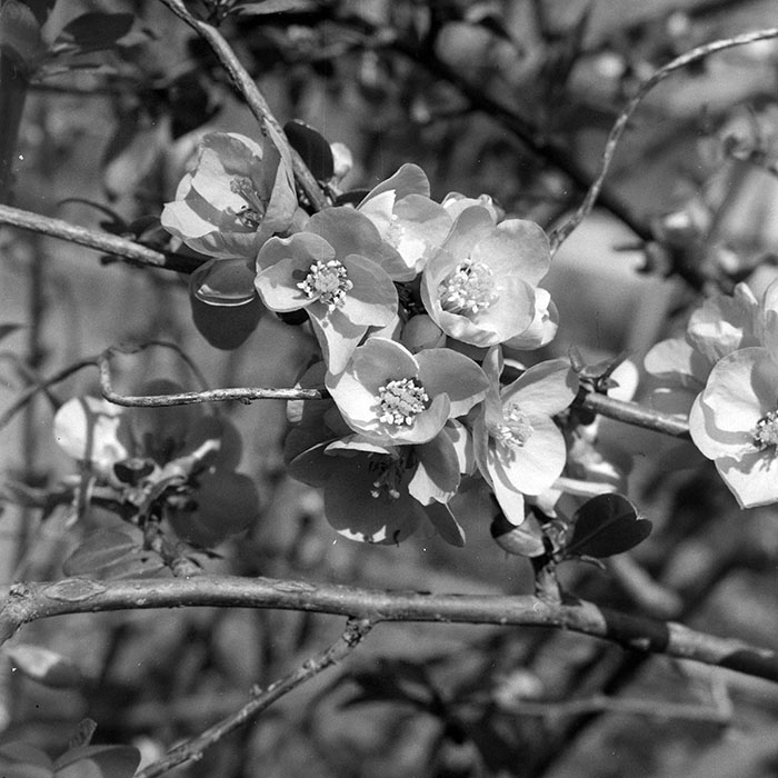 minerva_1983_c1_c7r4_005