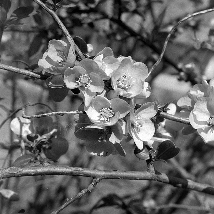 minerva_1983_c1_c7r4_006