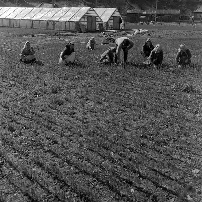 minerva_1983_c1_c7r4_008