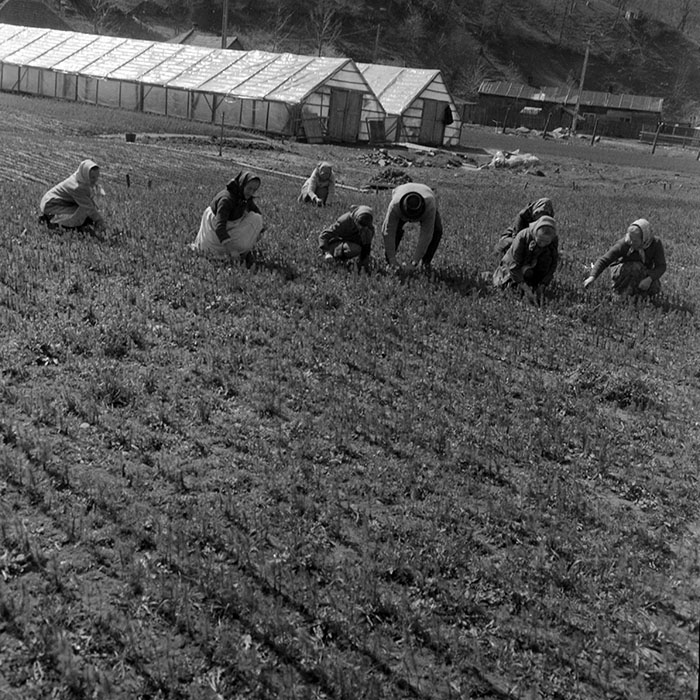 minerva_1983_c1_c7r4_009