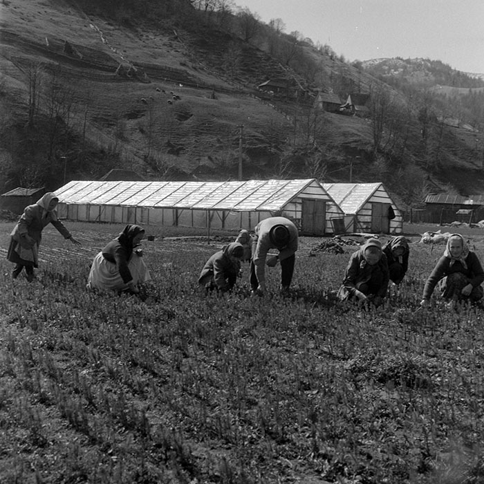 minerva_1983_c1_c7r4_010